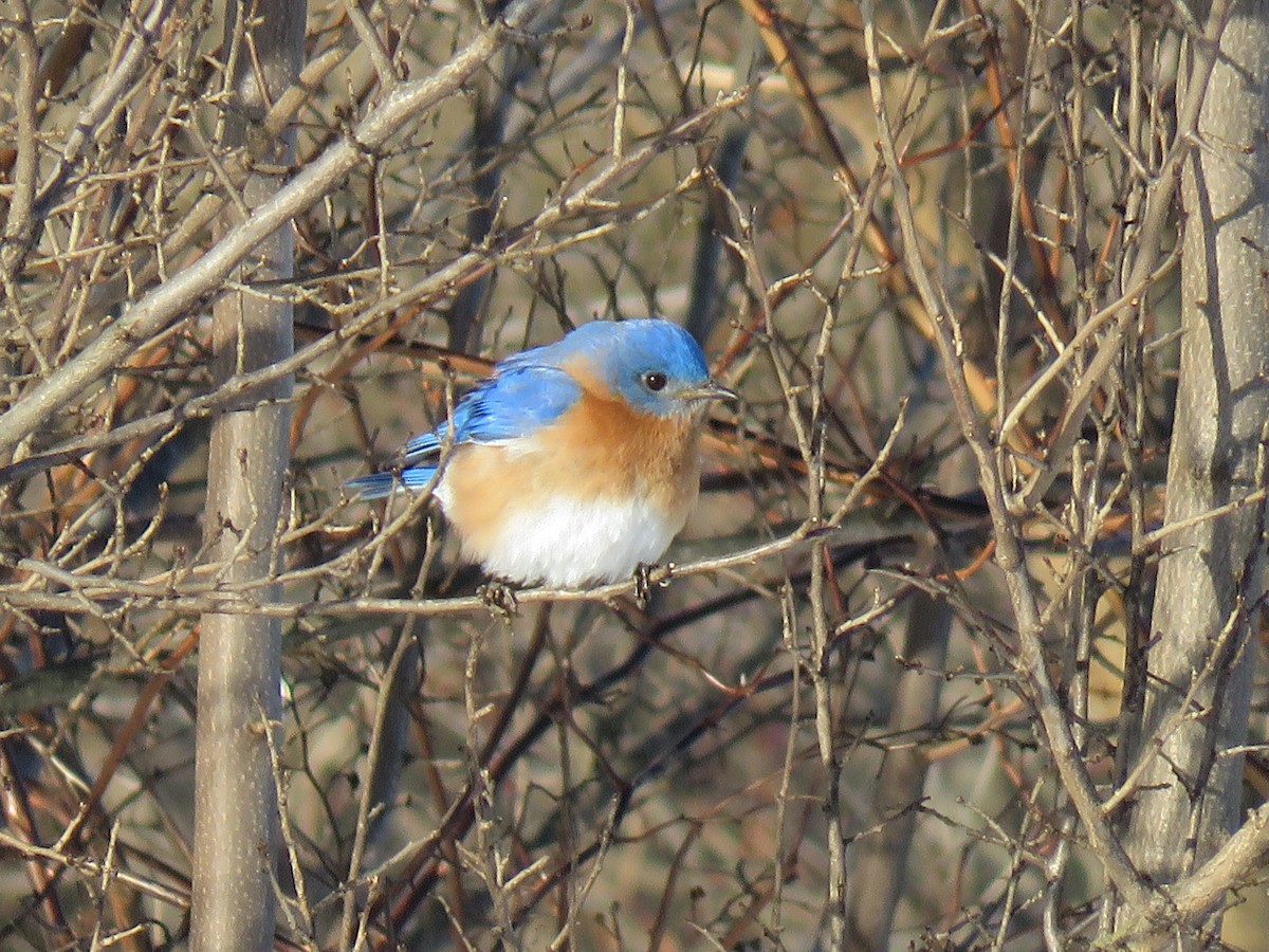 Eastern Bluebird - ML92398101