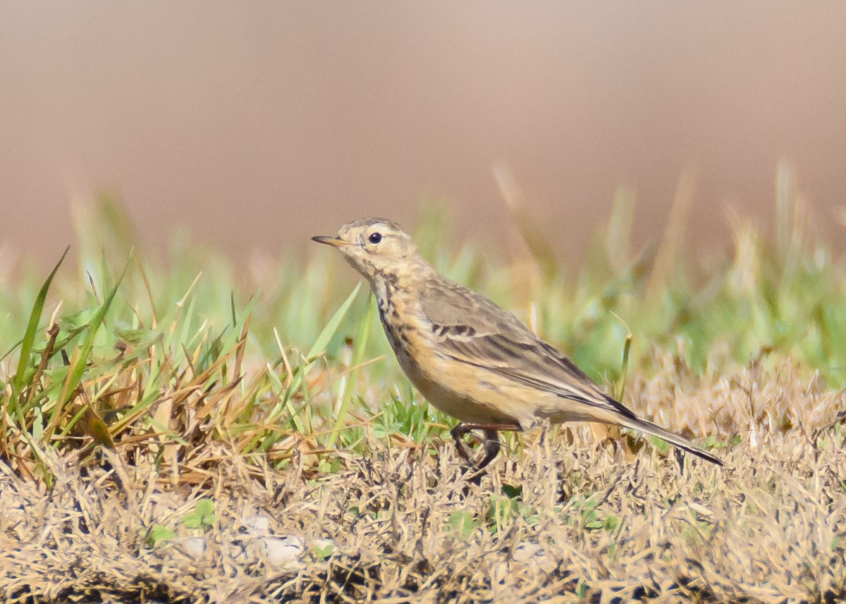 American Pipit - ML92398531