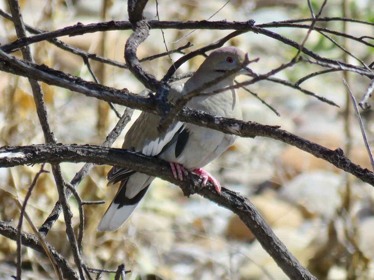 White-winged Dove - ML92399081