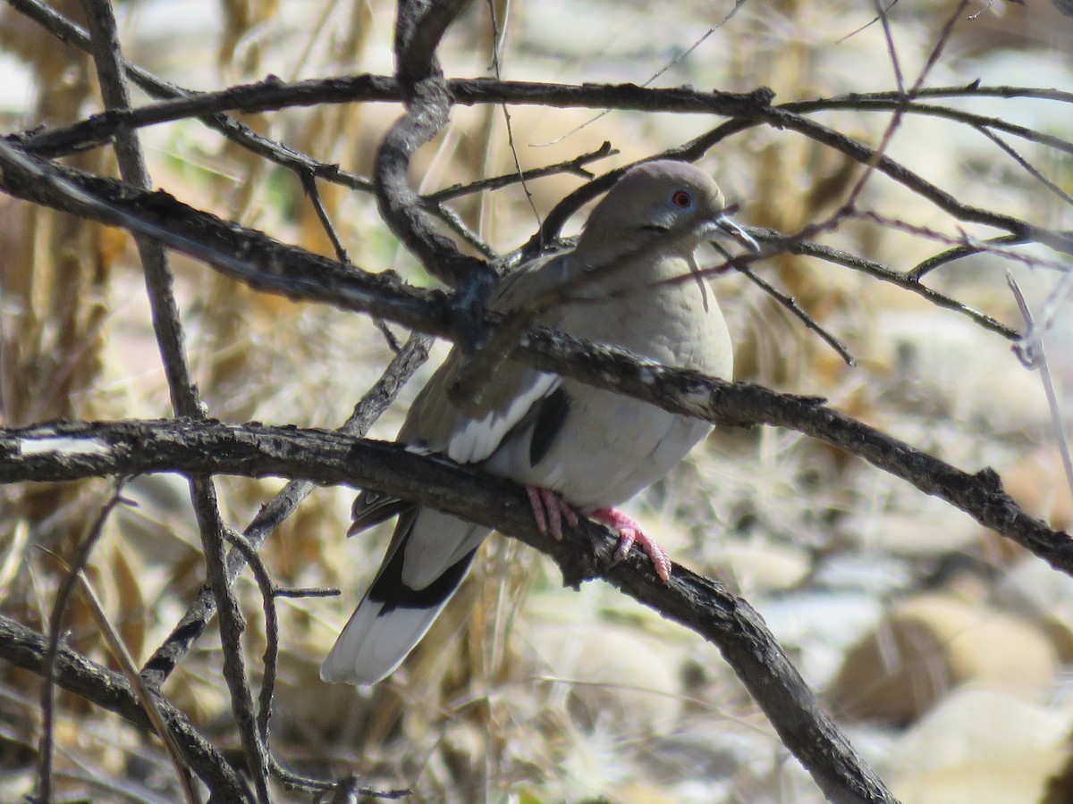 White-winged Dove - ML92399101