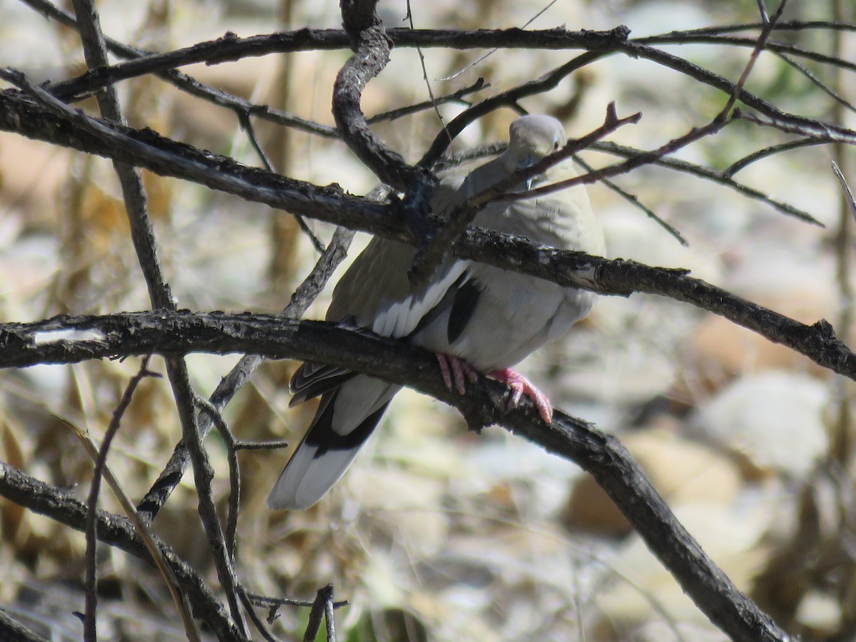 White-winged Dove - ML92399141