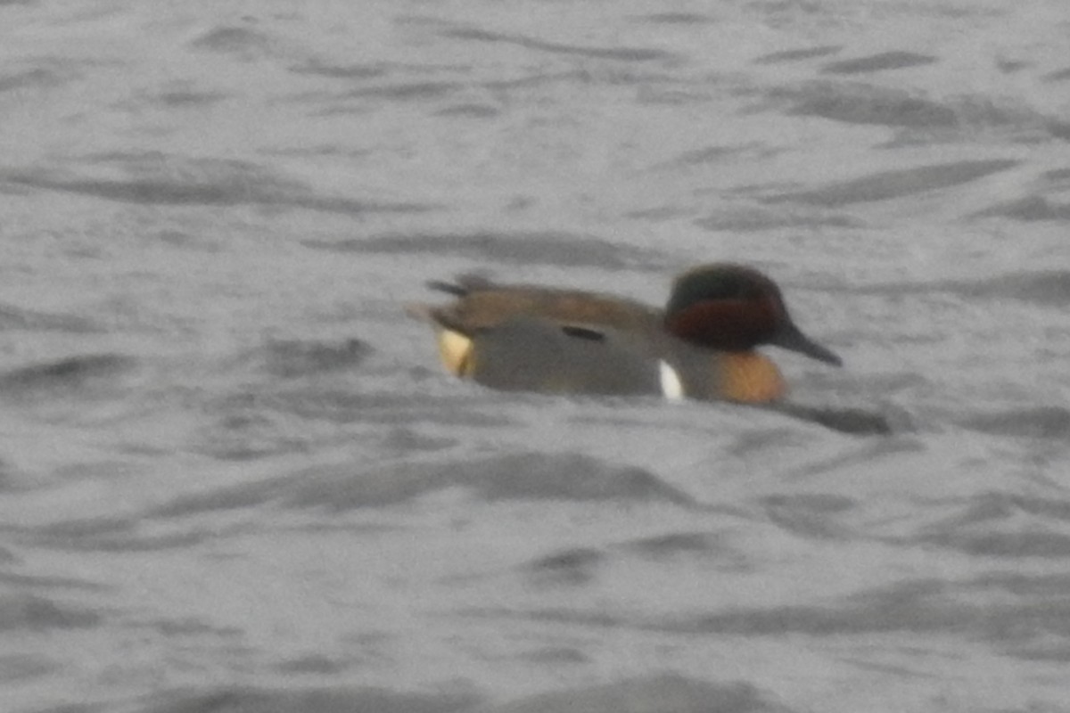 Green-winged Teal - ML92399821
