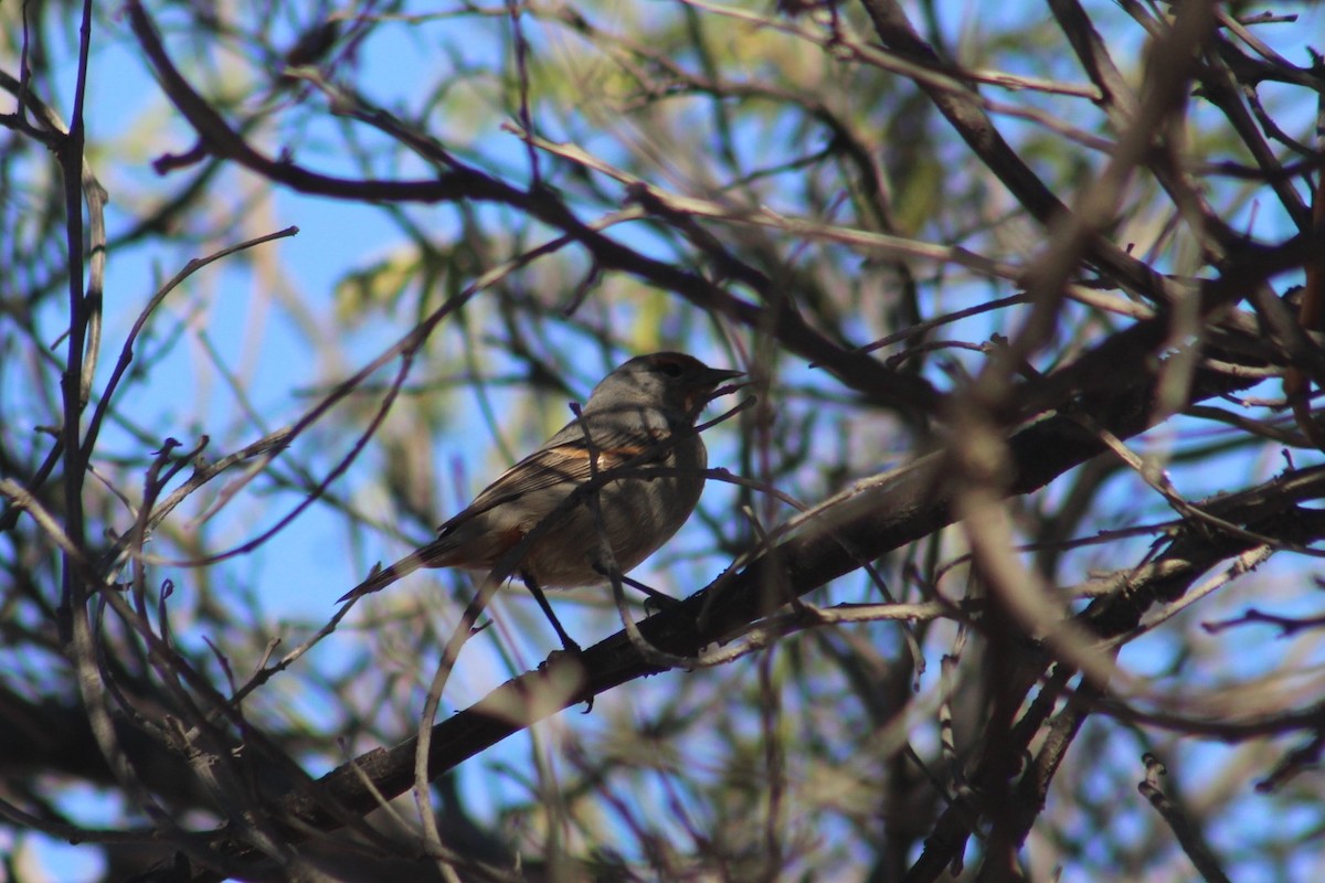 Tamarugo Conebill - ML92400861