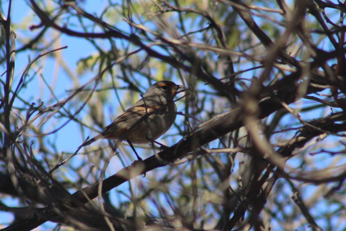 Tamarugo Conebill - ML92400881