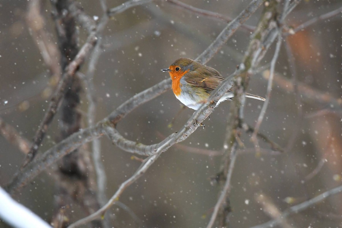 European Robin - ML92401581