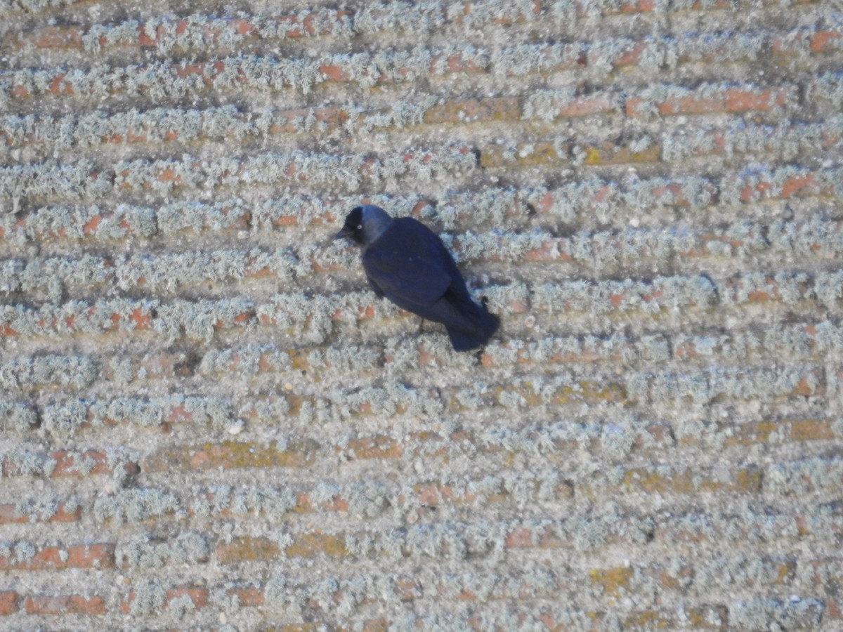 Eurasian Jackdaw - ML92401681