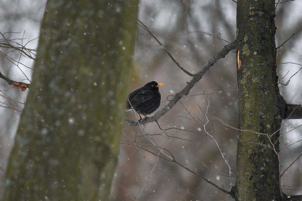 Eurasian Blackbird - Oksana Vashchuk