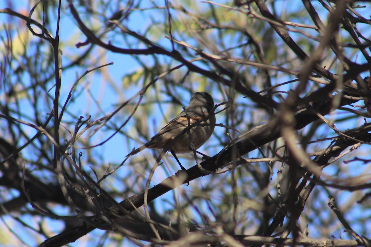 Tamarugo Conebill - ML92402051