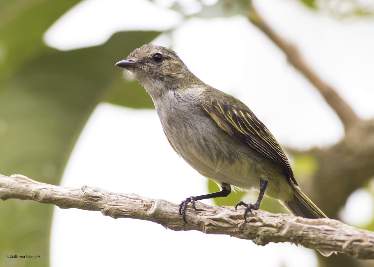 Mistletoe Tyrannulet - Guillermo  Saborío Vega