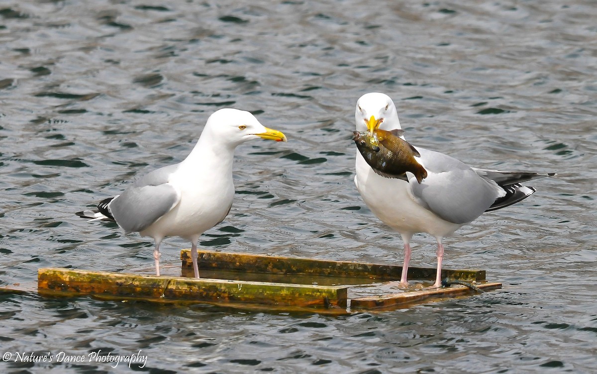 Herring Gull - ML92402731