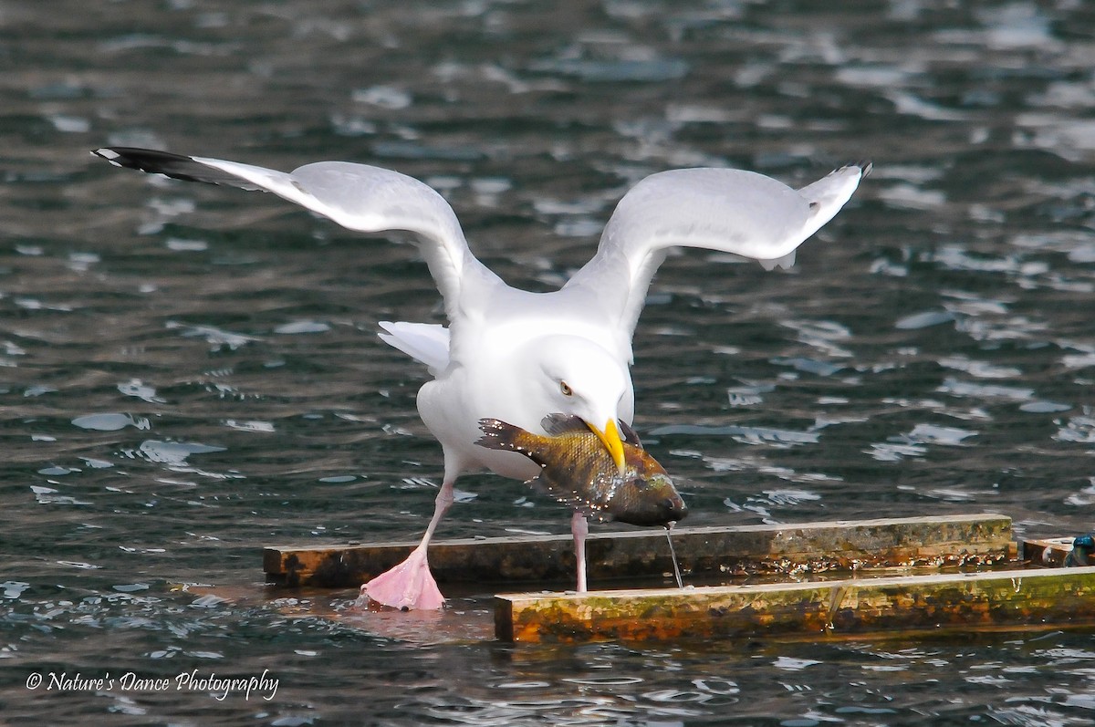 Herring Gull - ML92402981