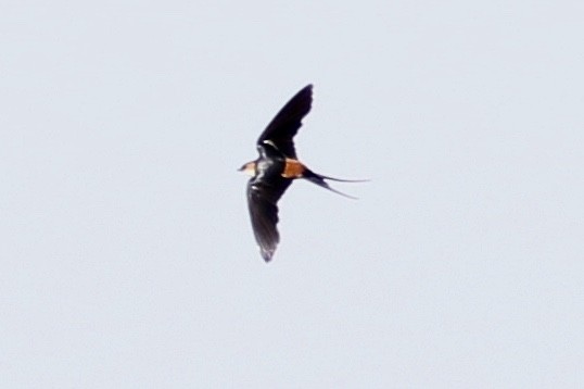 Hirondelle des mosquées - ML92404211