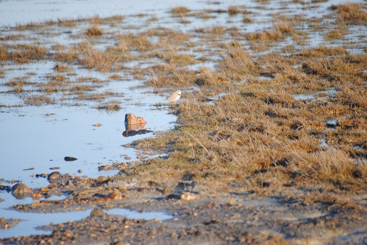 Piping Plover - ML92404311