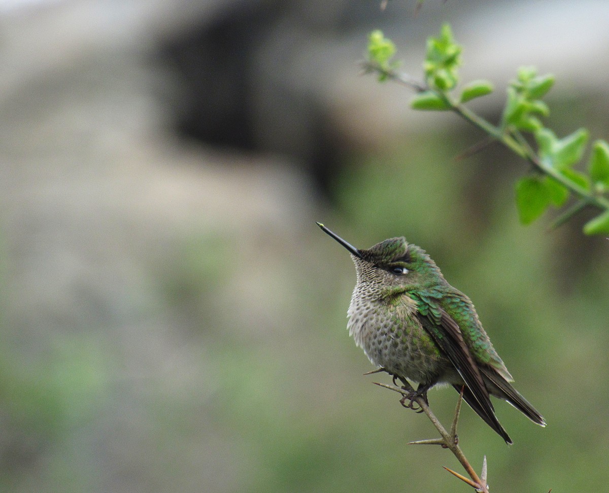 Green-backed Firecrown - Benjamin Gallardo