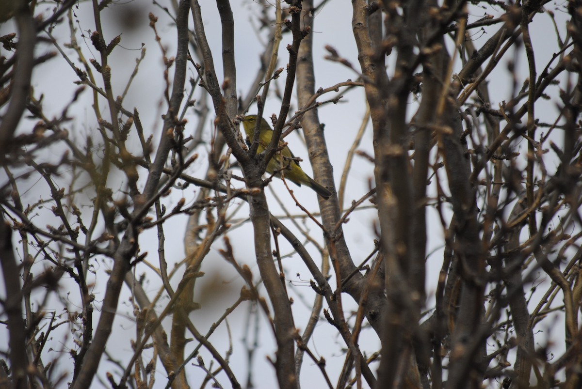 Orange-crowned Warbler - ML92406731