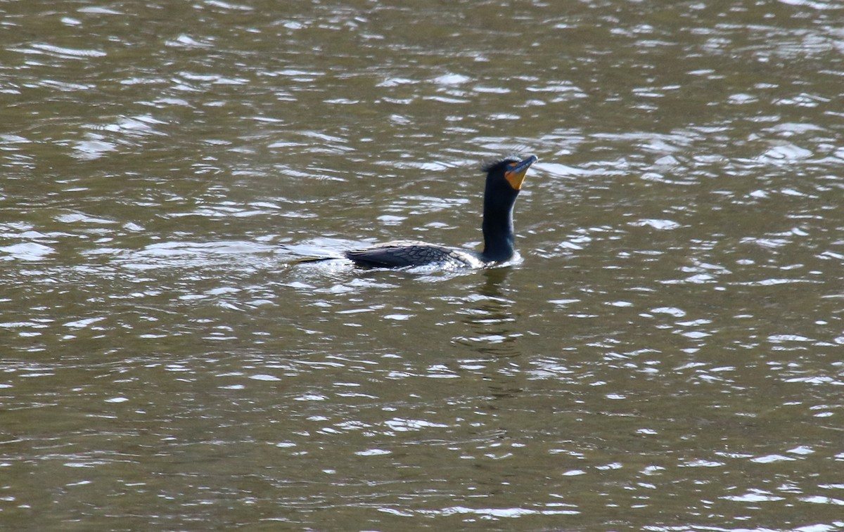 Double-crested Cormorant - Anonymous