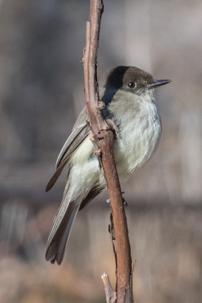 Eastern Phoebe - ML92407291