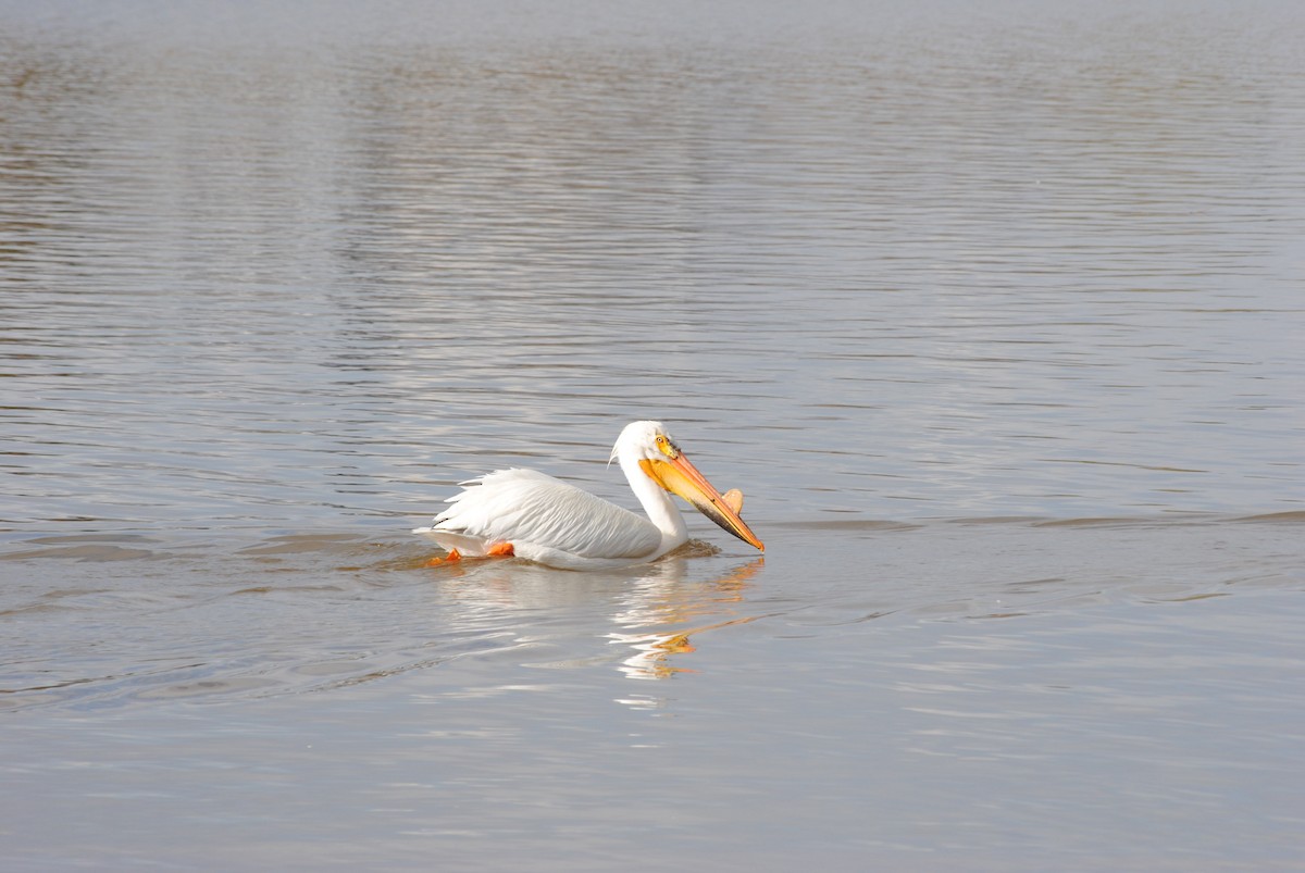 American White Pelican - ML92407301