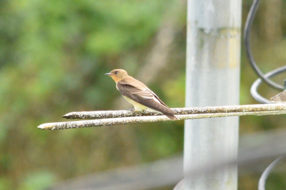 Southern Rough-winged Swallow - ML92407361