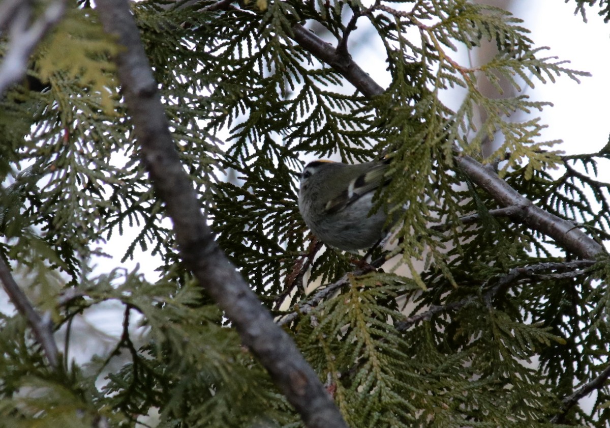 Roitelet à couronne dorée - ML92407371