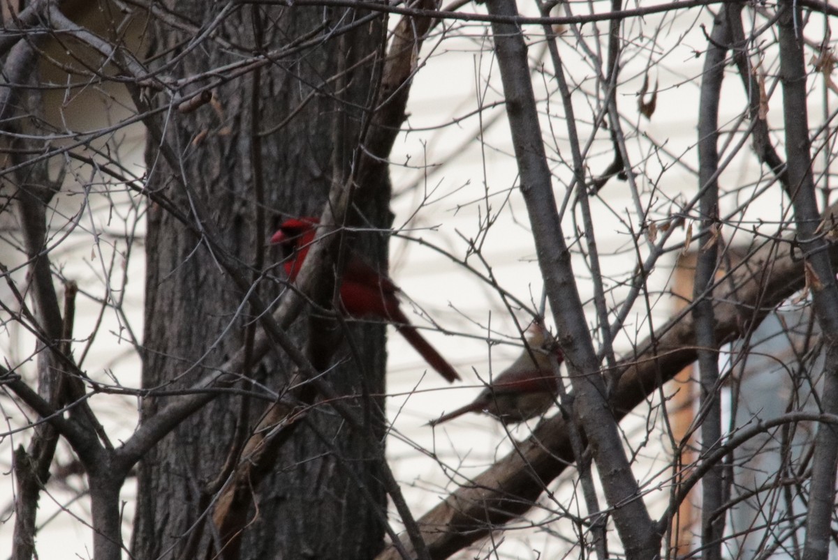 Cardinal rouge - ML92407841