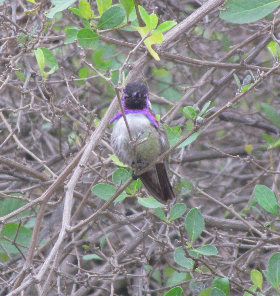 Costa's Hummingbird - Darren Dowell
