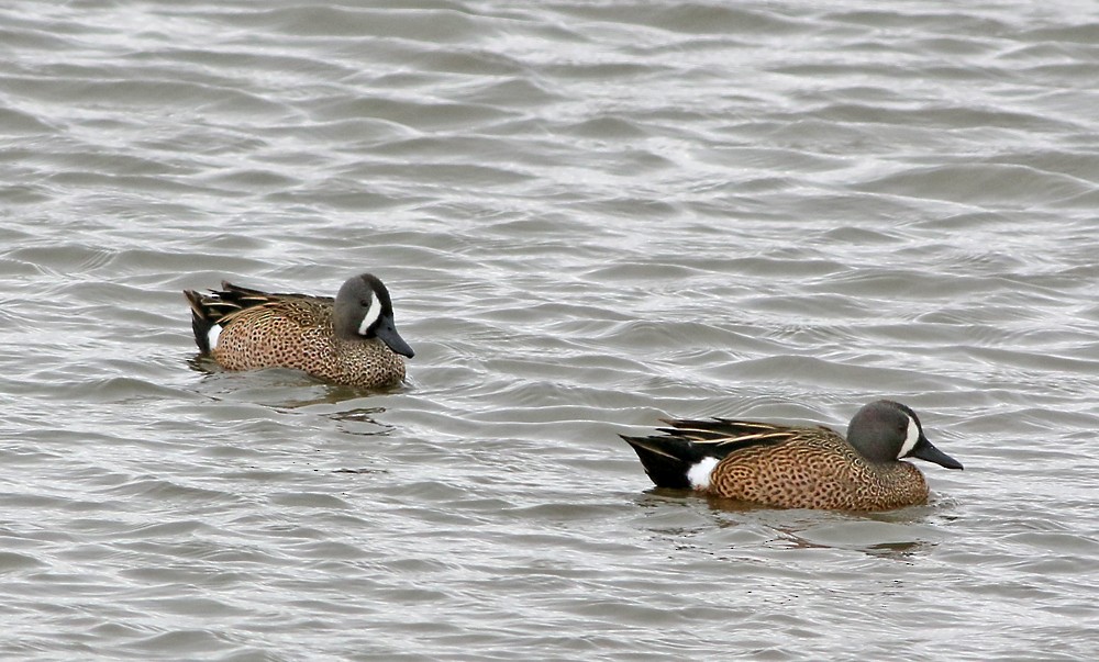 Blue-winged Teal - ML92409631