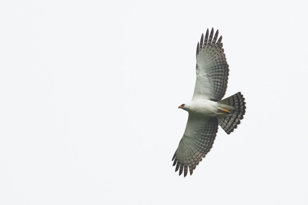 Black-and-white Hawk-Eagle - John Cahill xikanel.com