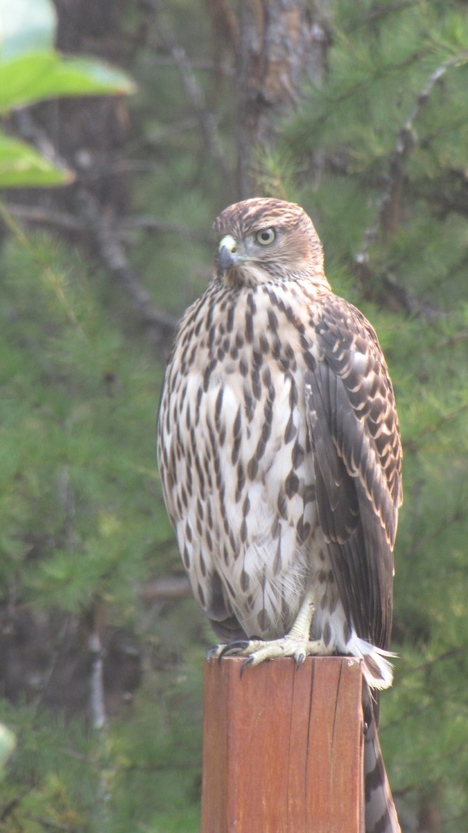 American Goshawk - ML92412731