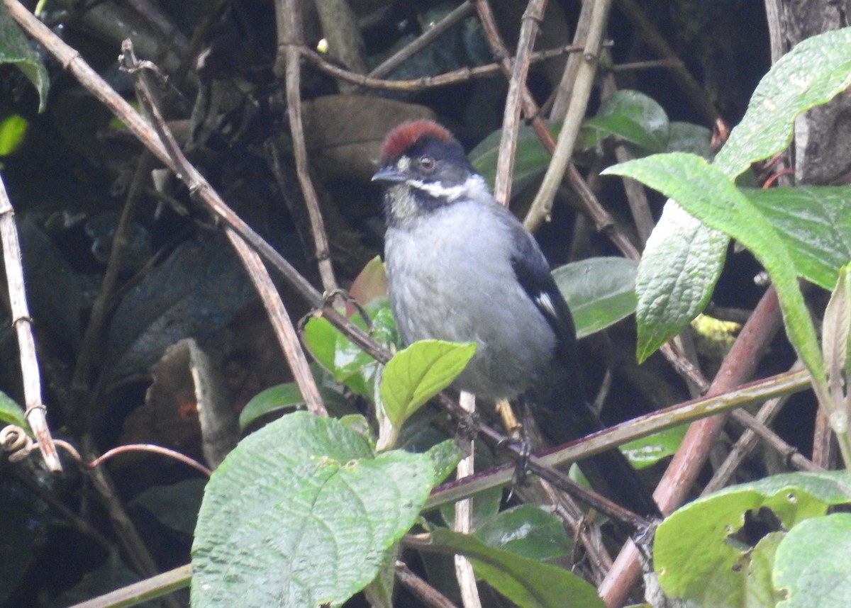 Slaty Brushfinch - Heidi Ware Carlisle