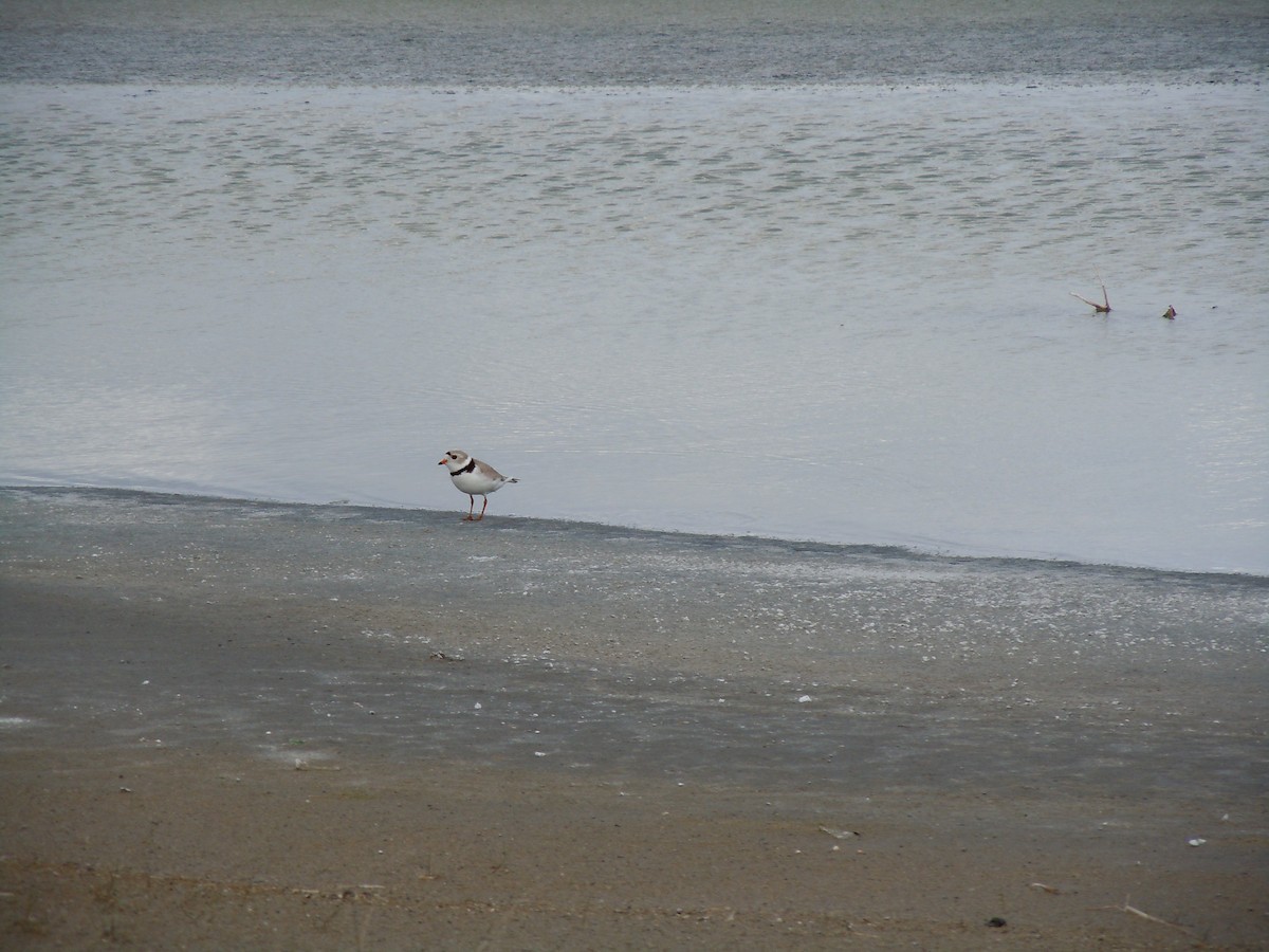 Piping Plover - ML92414961
