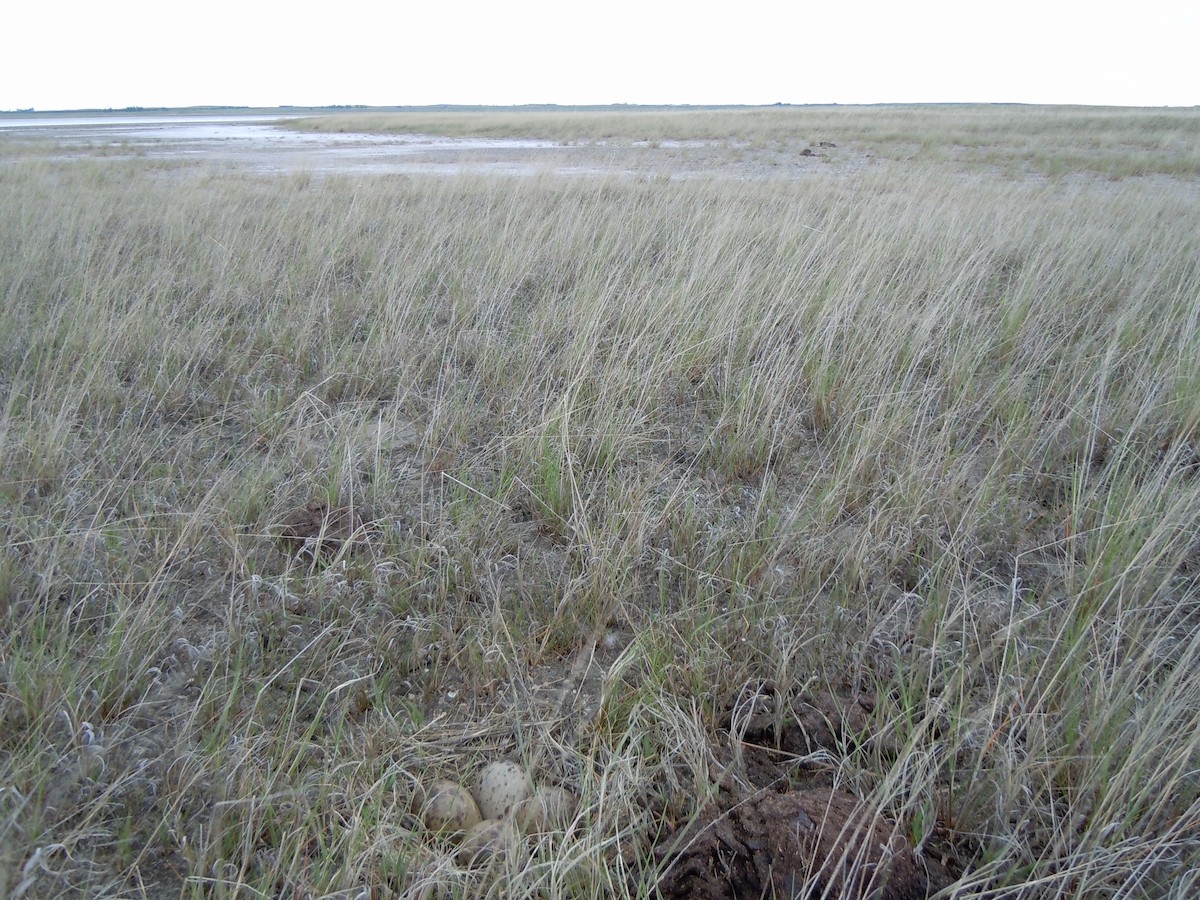 Marbled Godwit - ML92415881