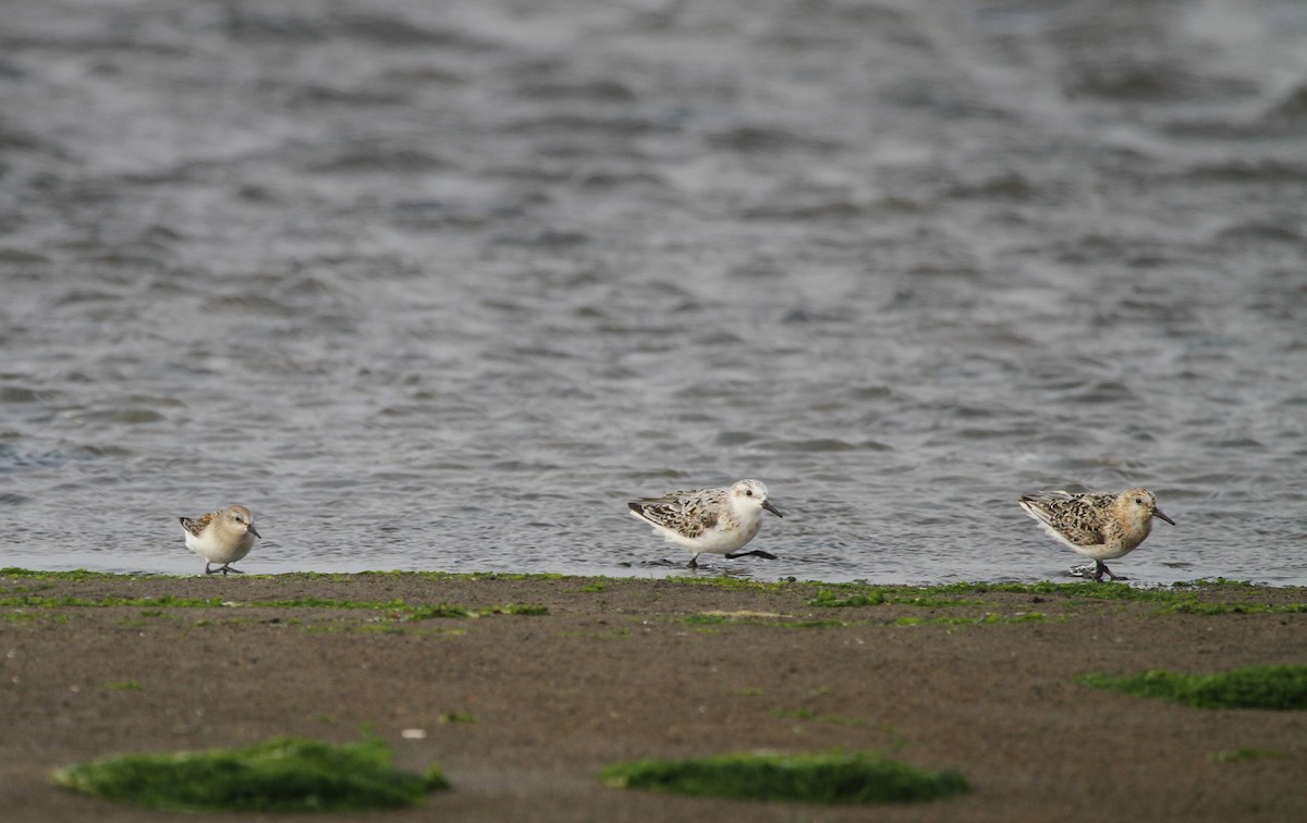 Bécasseau sanderling - ML92416131