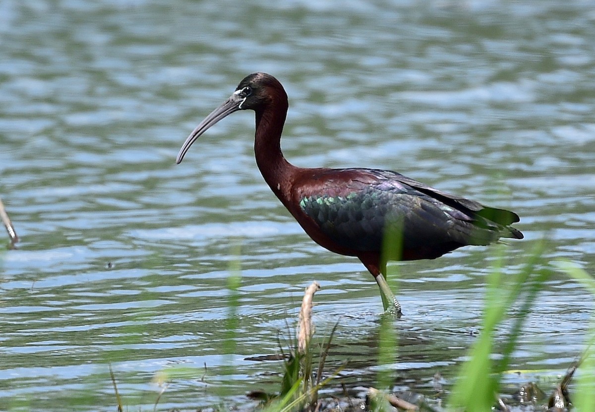 Glossy Ibis - ML92416291