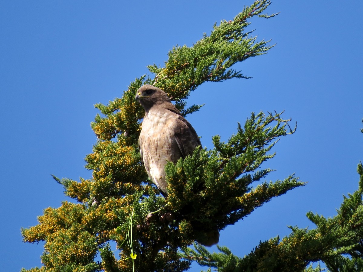 Red-tailed Hawk - Alane Gray