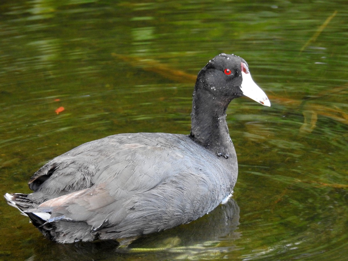 American Coot - ML92419941