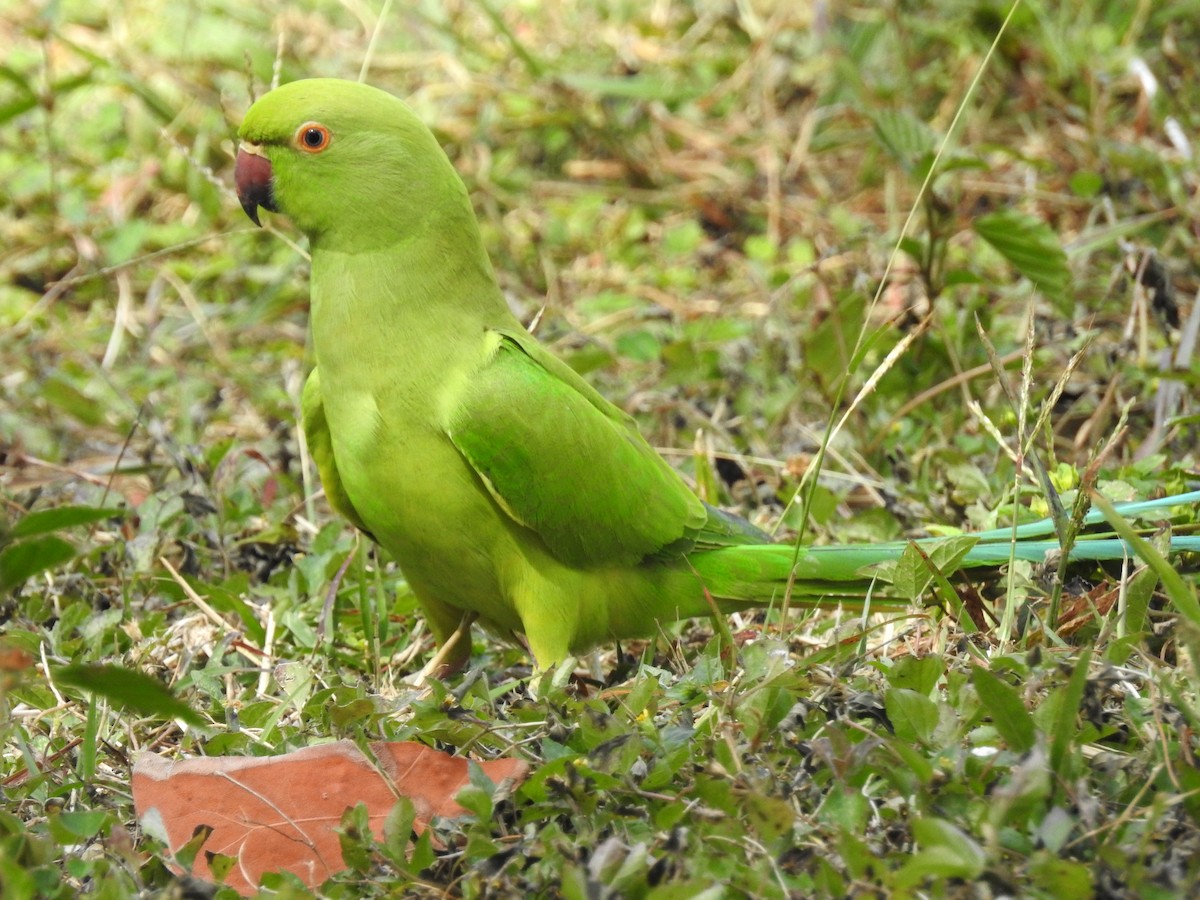 Rose-ringed Parakeet - ML92420661