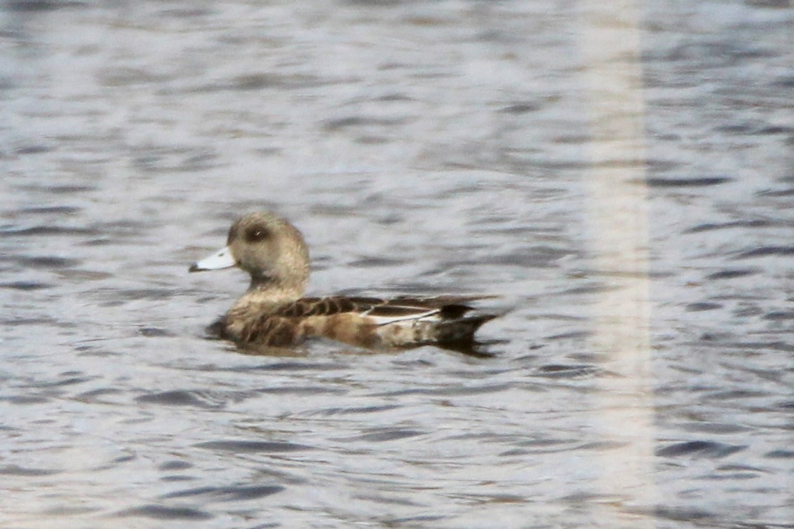 American Wigeon - ML92420891