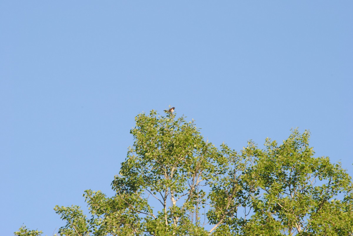 Spotted Towhee - ML92421081