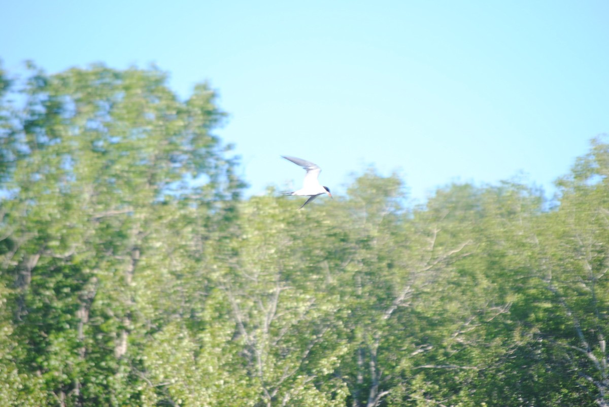 Forster's Tern - ML92421241