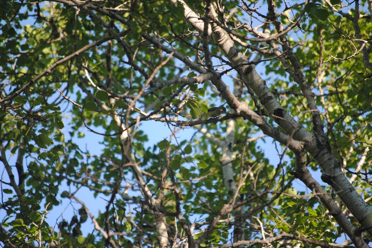 Least Flycatcher - ML92421381