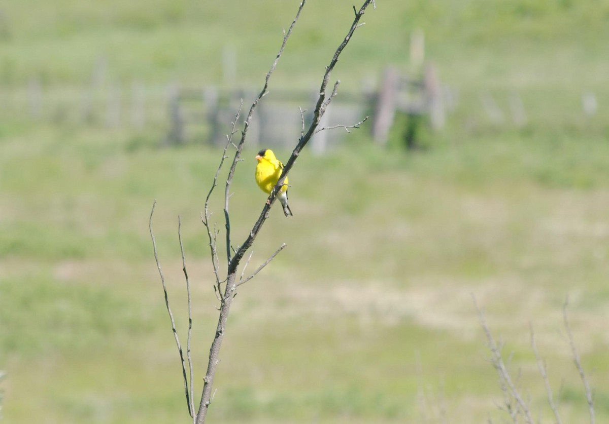 American Goldfinch - ML92421531
