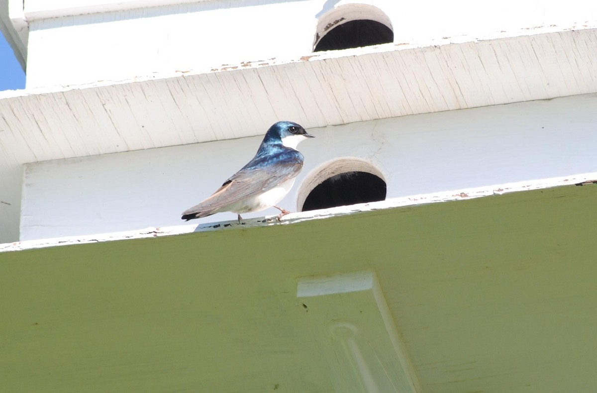 Tree Swallow - ML92421931