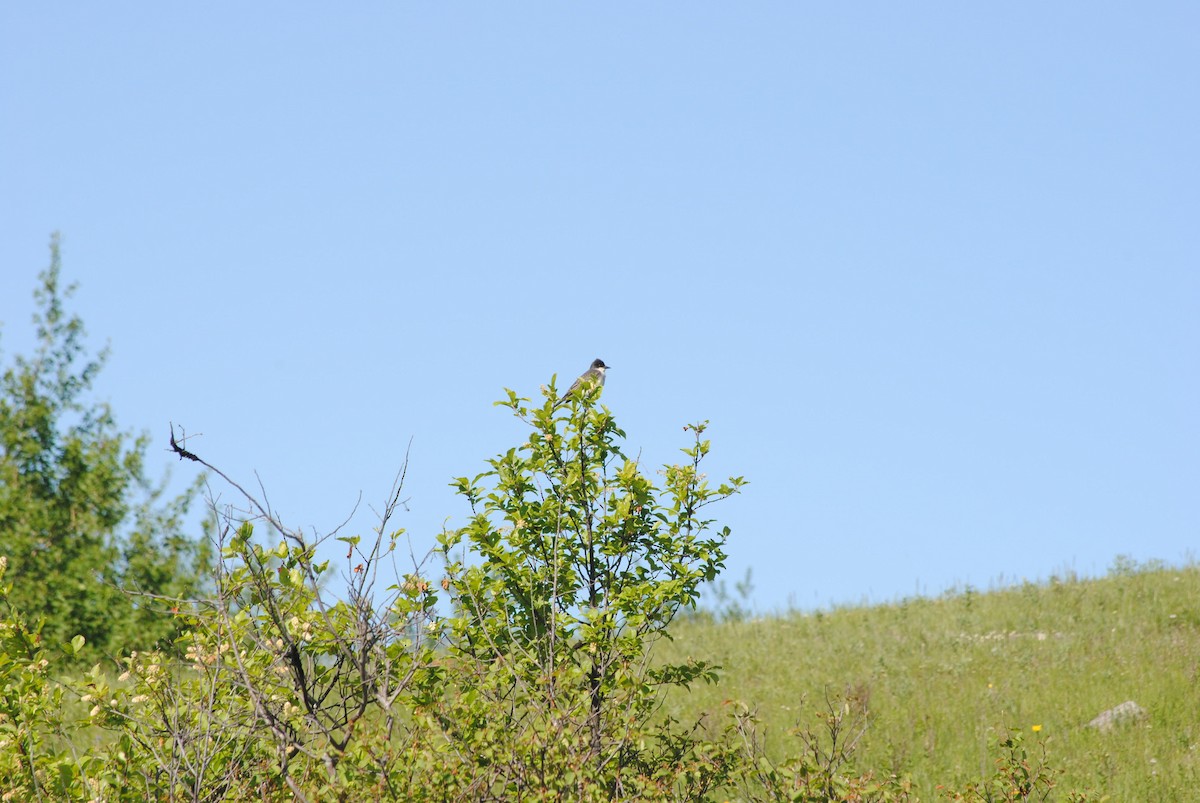 Eastern Kingbird - ML92422171