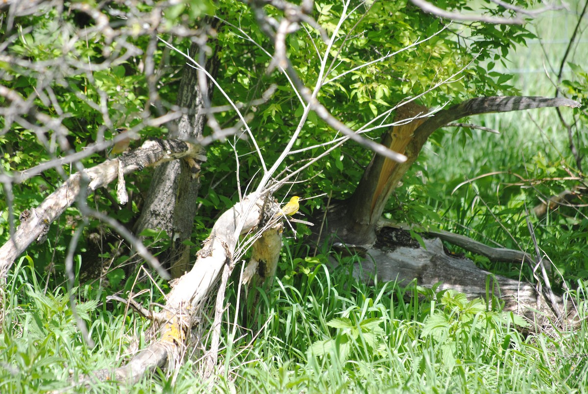 Yellow Warbler (Northern) - ML92422311