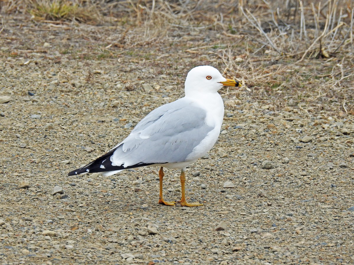 Goéland à bec cerclé - ML92422361