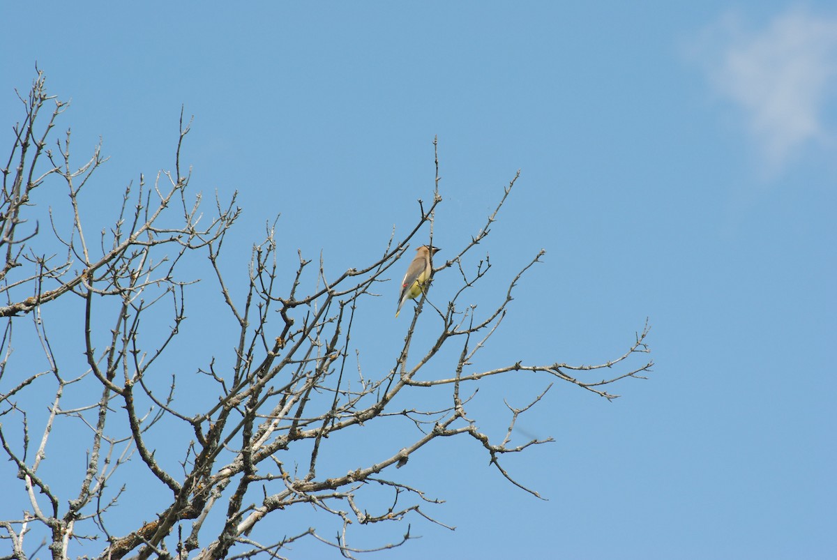 Cedar Waxwing - ML92422381