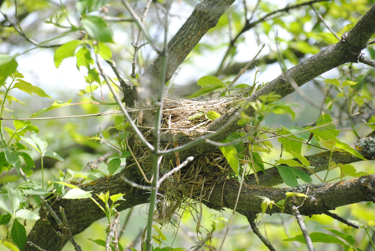 Cedar Waxwing - ML92422401