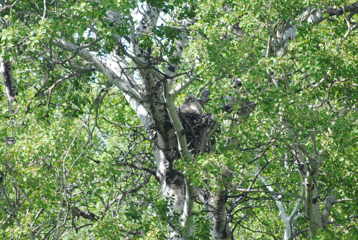 Great Horned Owl - ML92422501