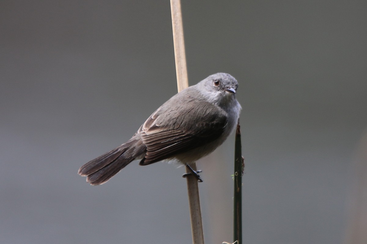 Sooty Tyrannulet - Ian Thompson